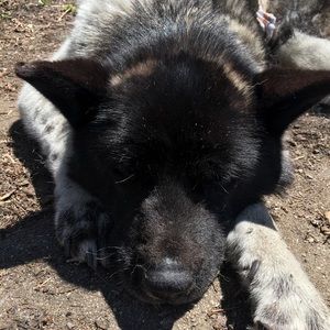 Meet your Posher, Coco